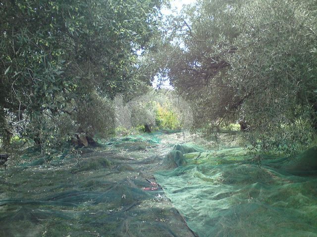 εικόνα αγγελίας