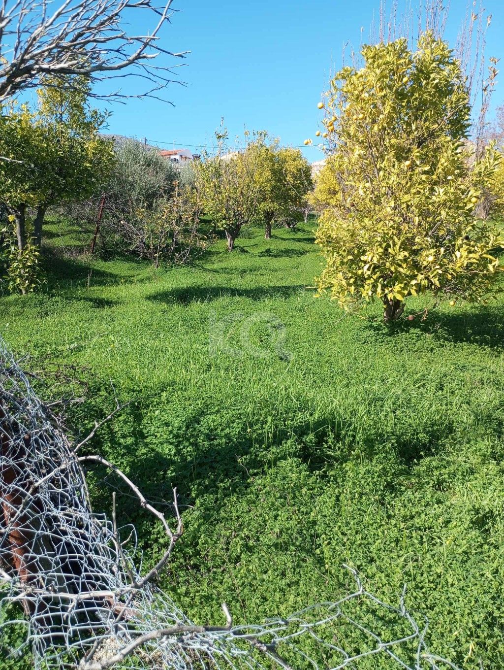 εικόνα αγγελίας