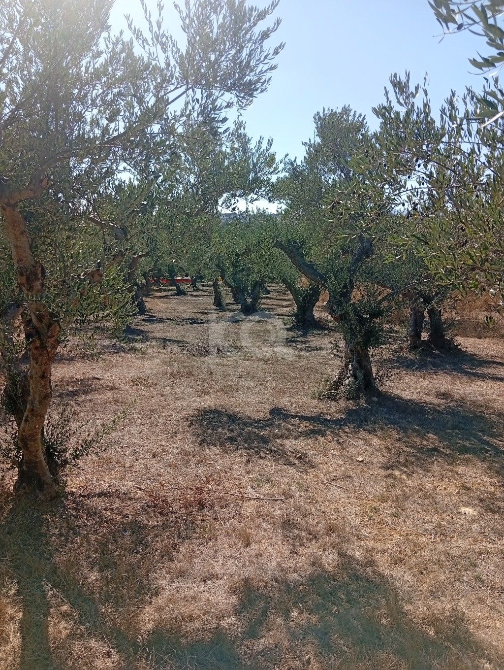 εικόνα αγγελίας