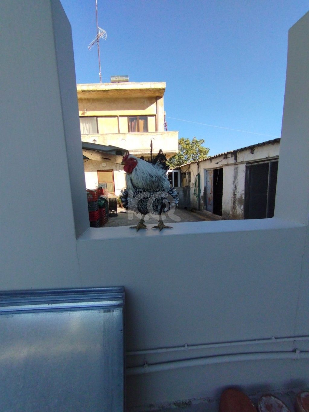 εικόνα αγγελίας