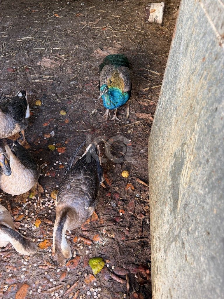 εικόνα αγγελίας