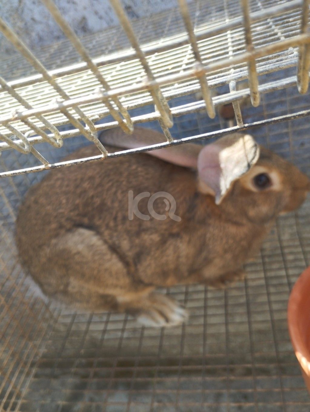 εικόνα αγγελίας