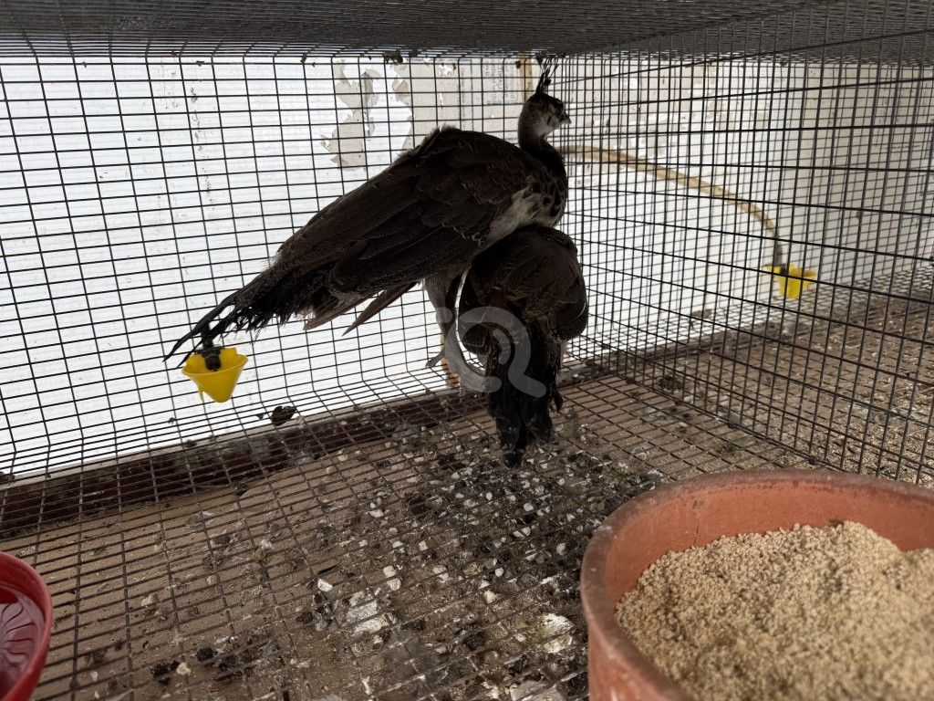 εικόνα αγγελίας