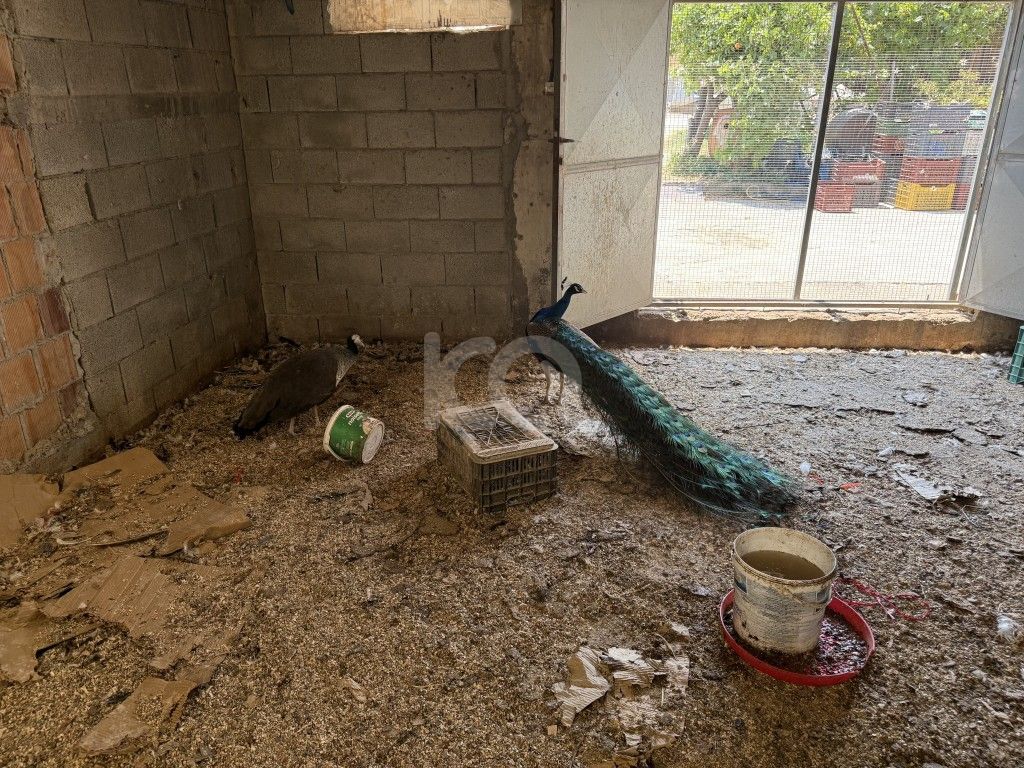 εικόνα αγγελίας