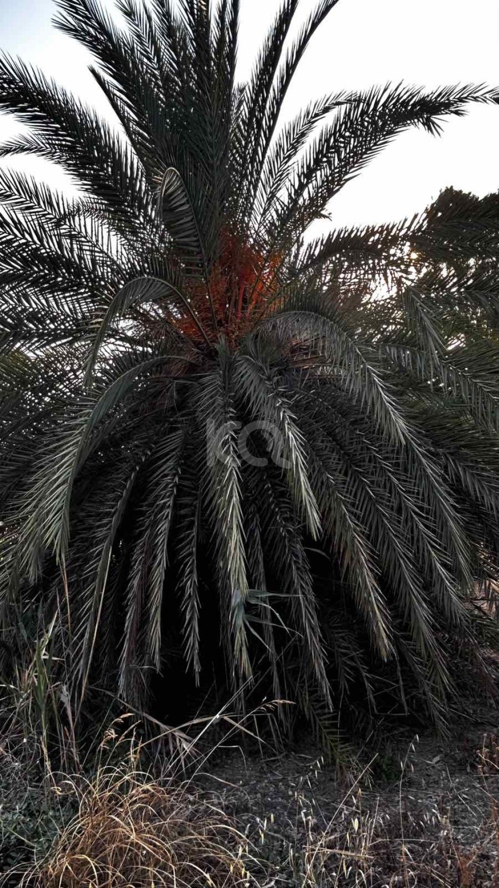 εικόνα αγγελίας