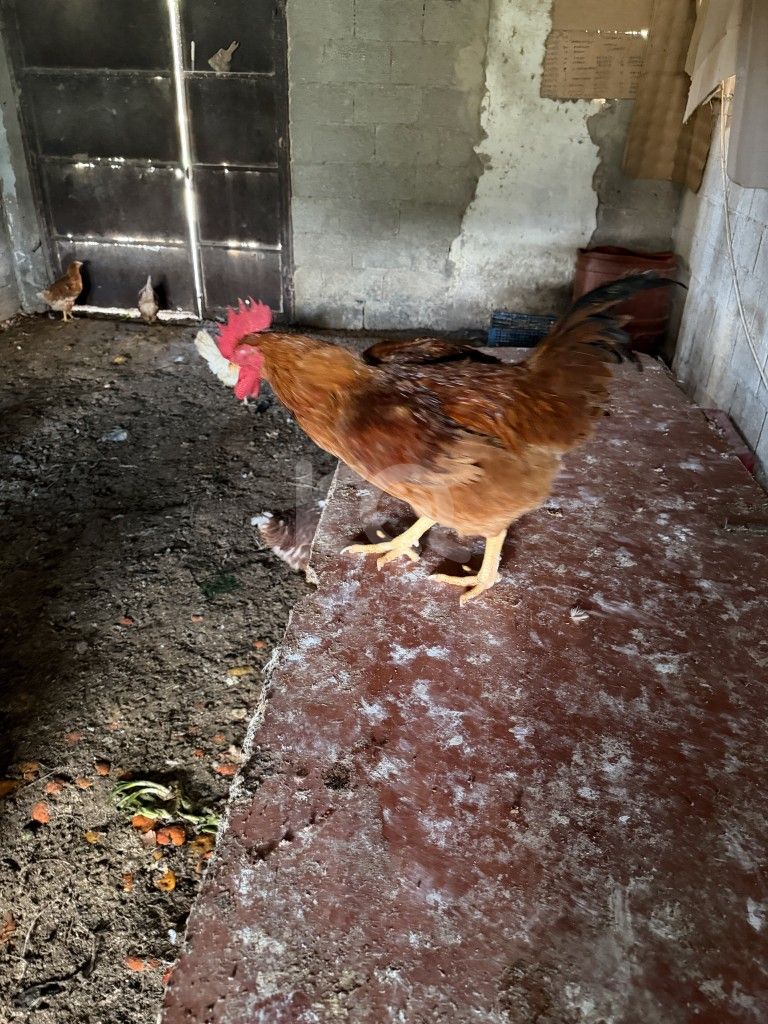 εικόνα αγγελίας