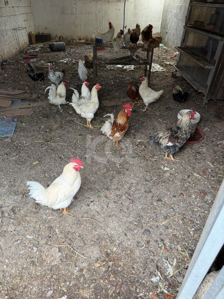 εικόνα αγγελίας