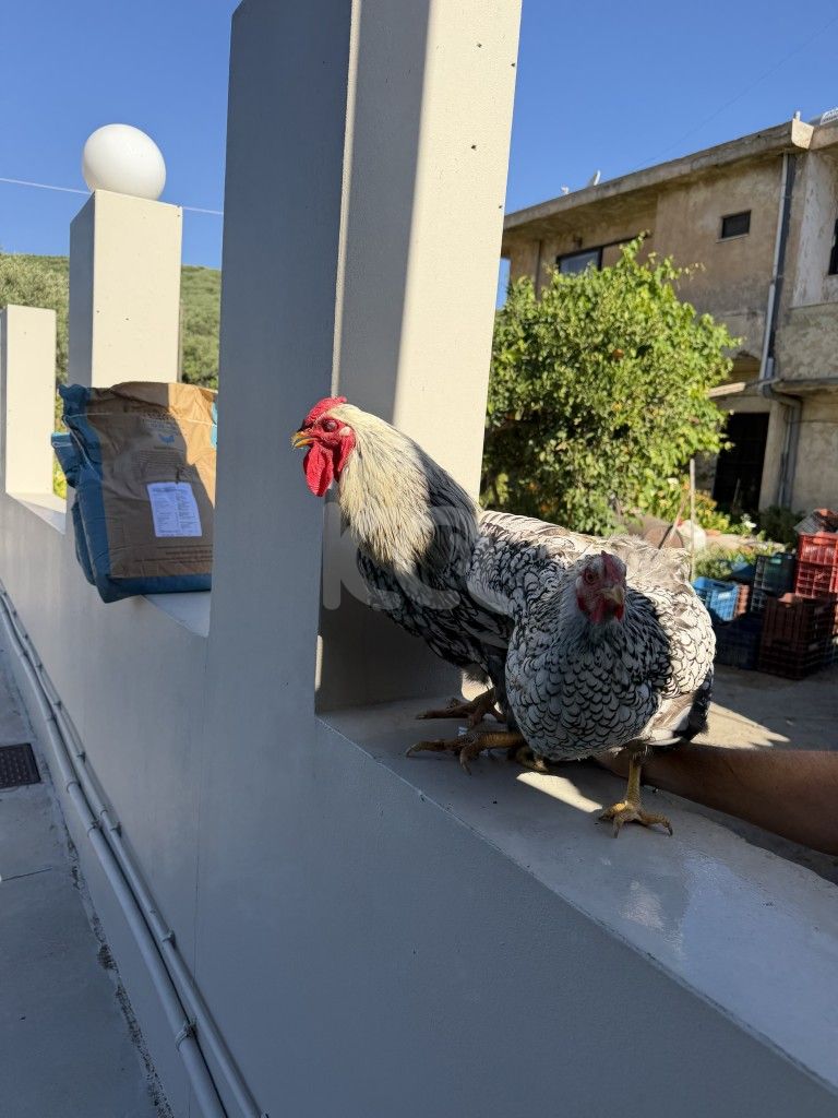 εικόνα αγγελίας