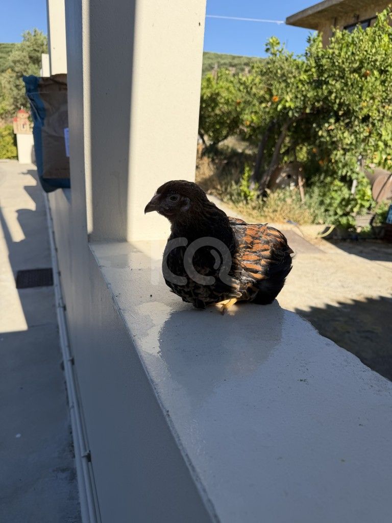 εικόνα αγγελίας