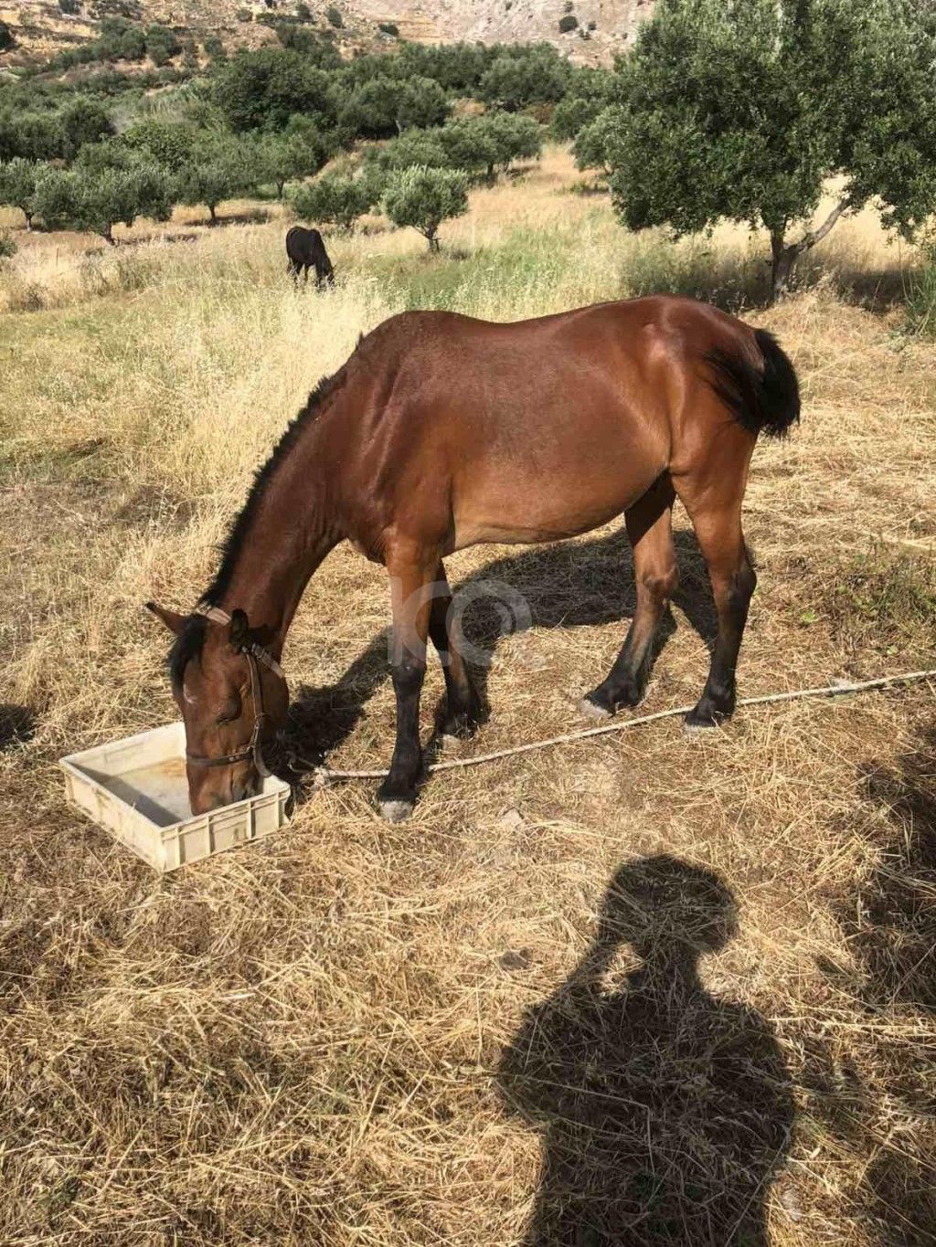εικόνα αγγελίας