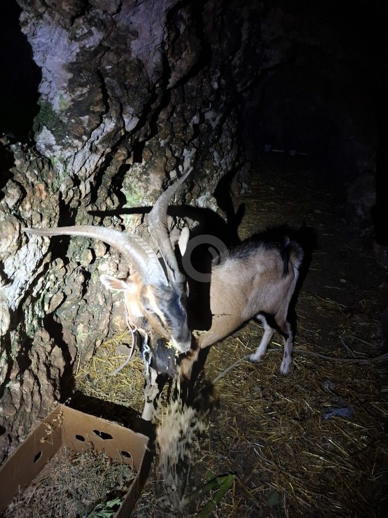 εικόνα αγγελίας
