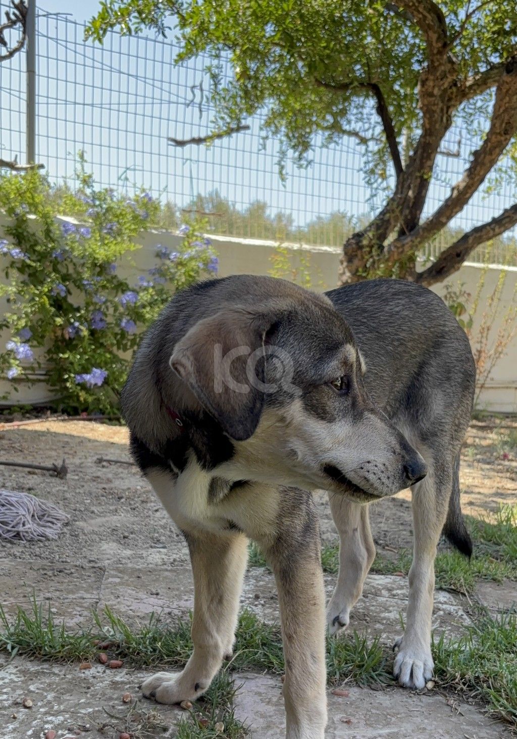 εικόνα αγγελίας