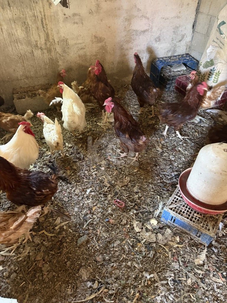 εικόνα αγγελίας