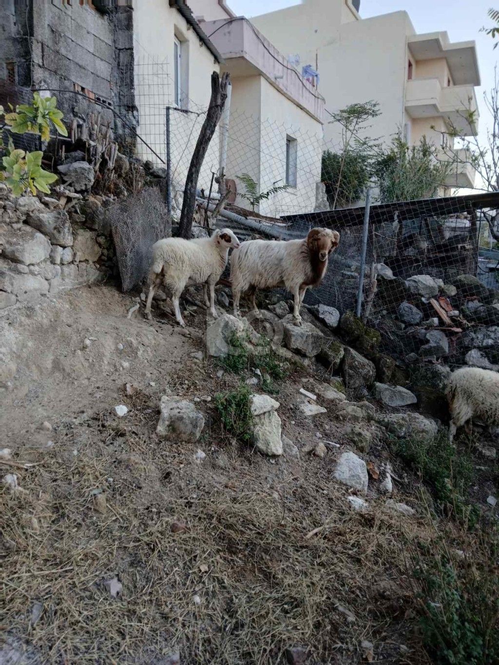 εικόνα αγγελίας