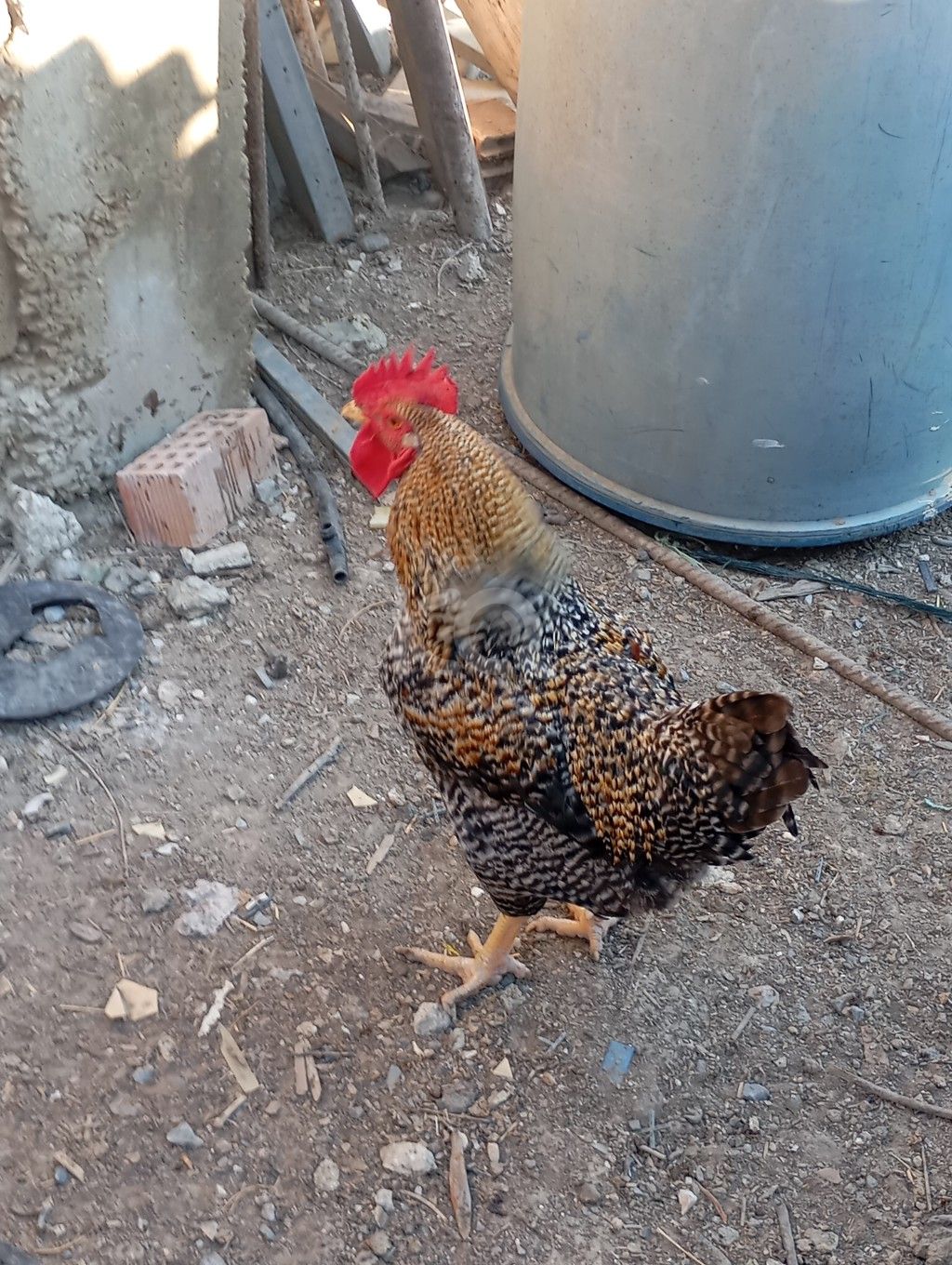 εικόνα αγγελίας