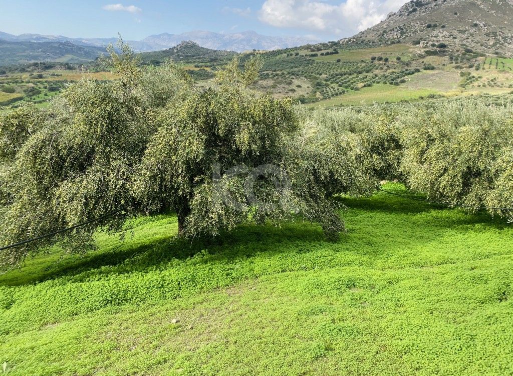 εικόνα αγγελίας