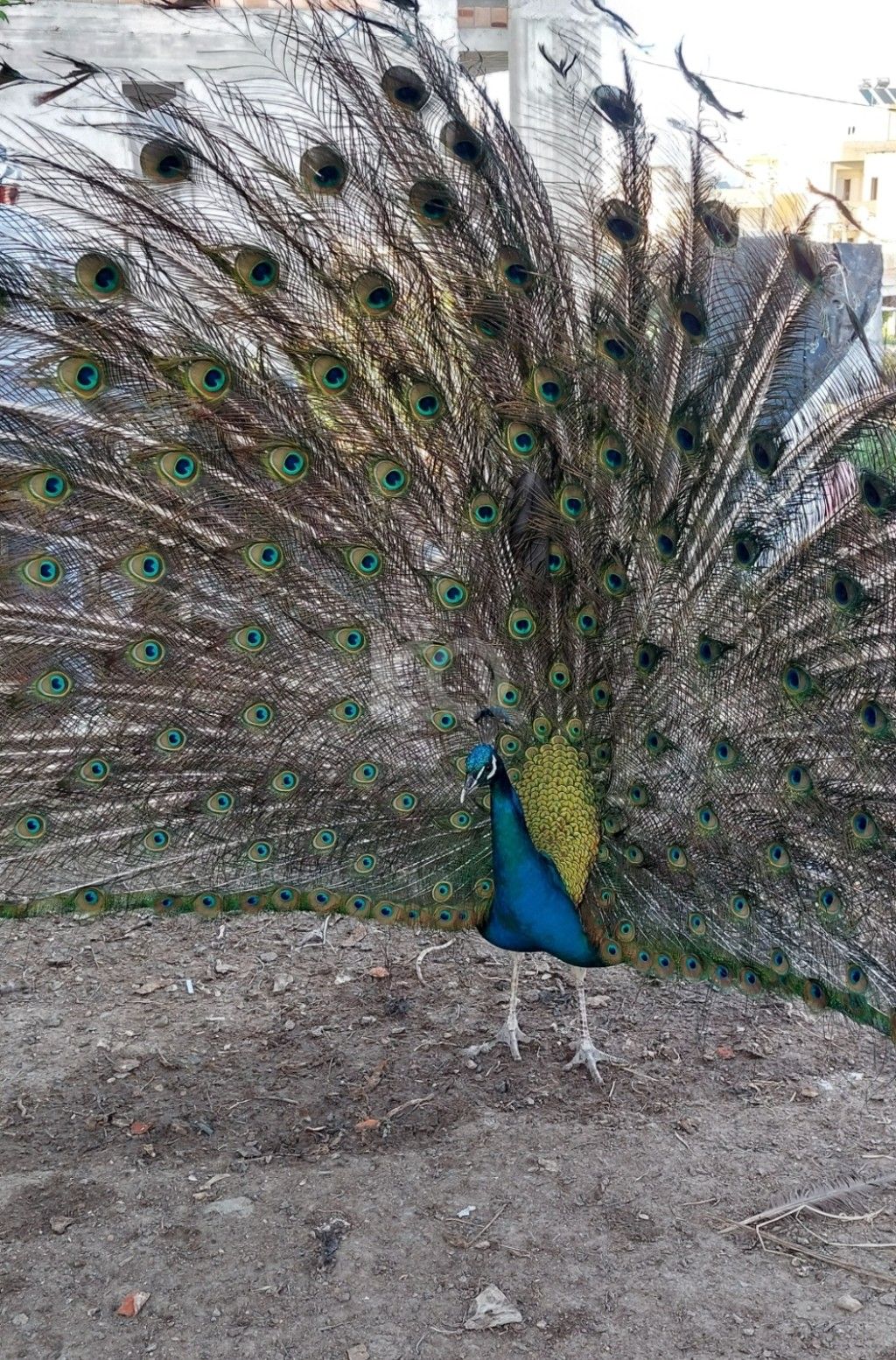 εικόνα αγγελίας