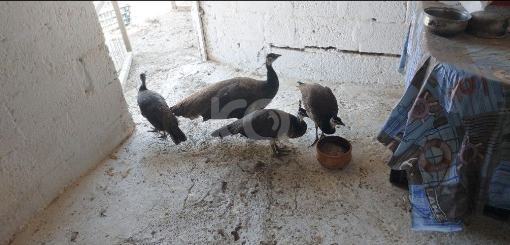 εικόνα αγγελίας