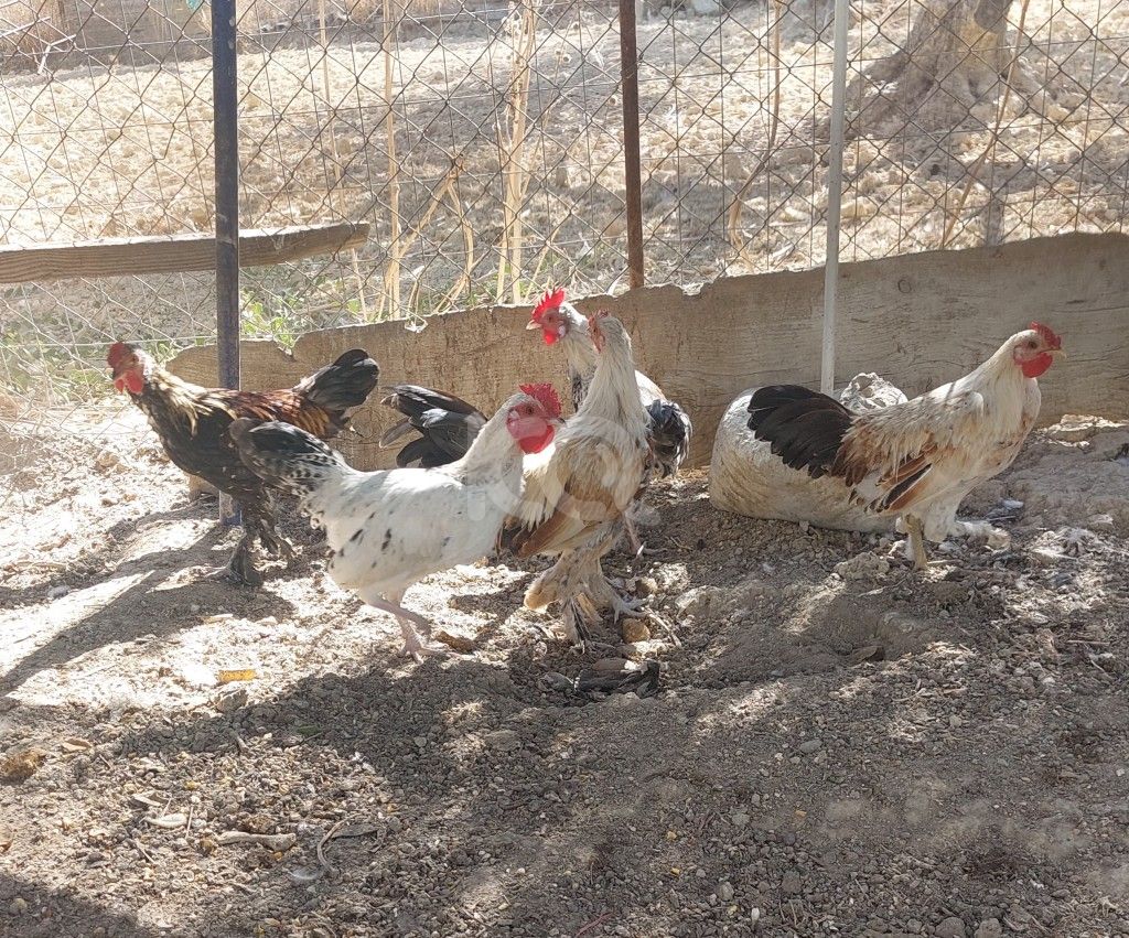 εικόνα αγγελίας