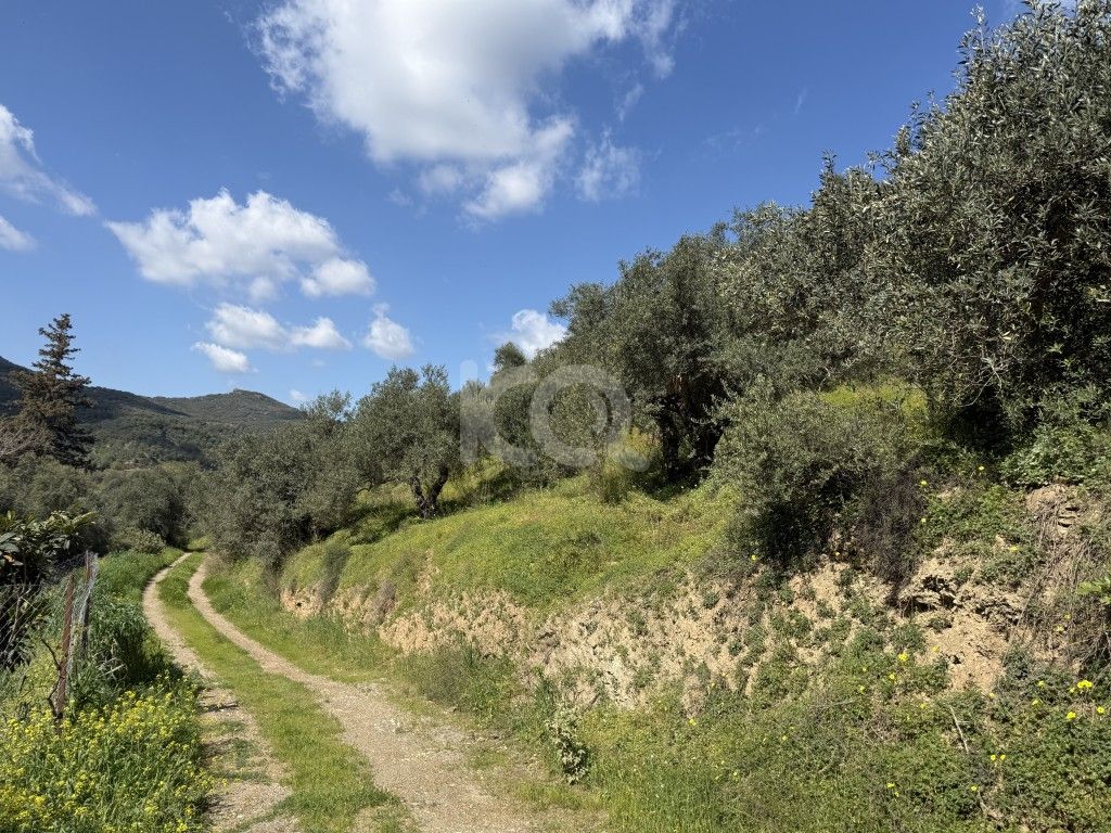 εικόνα αγγελίας