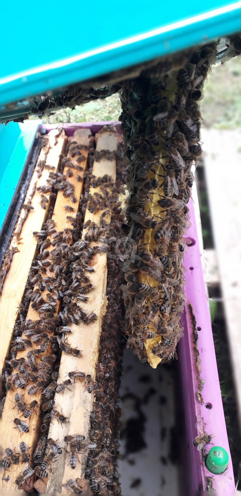 εικόνα αγγελίας