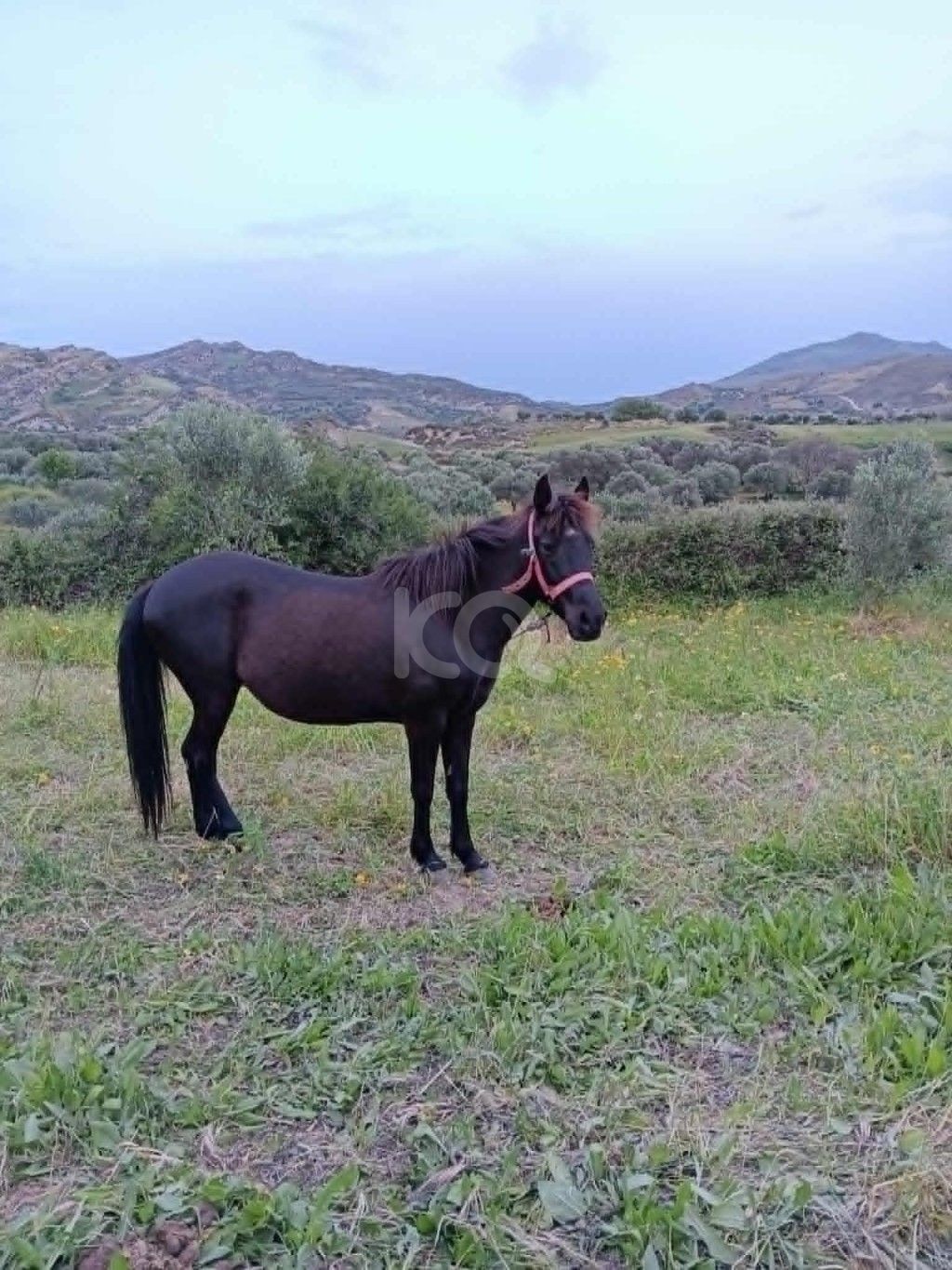 εικόνα αγγελίας