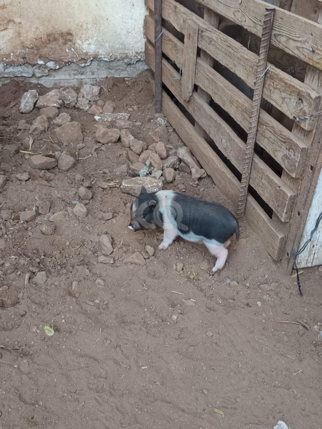 εικόνα αγγελίας