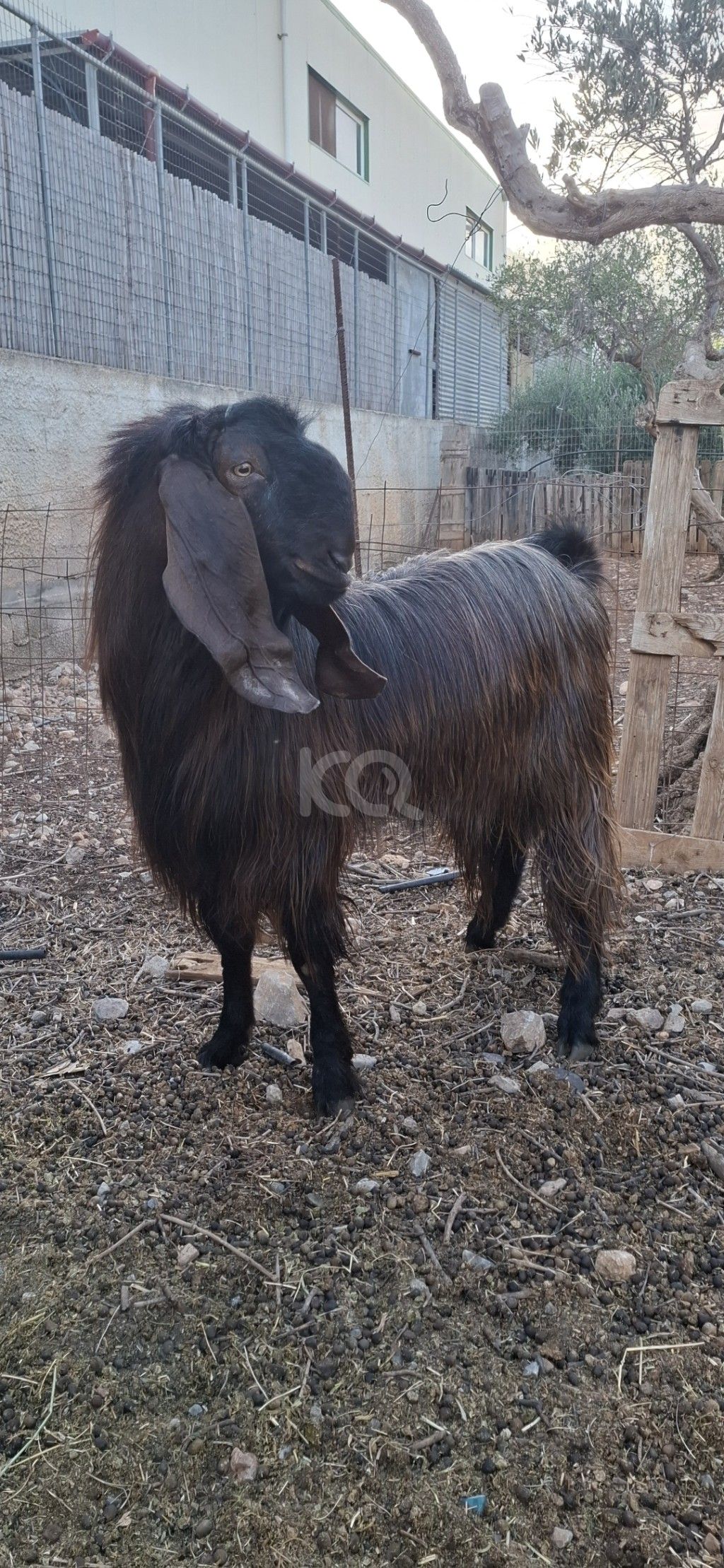 εικόνα αγγελίας