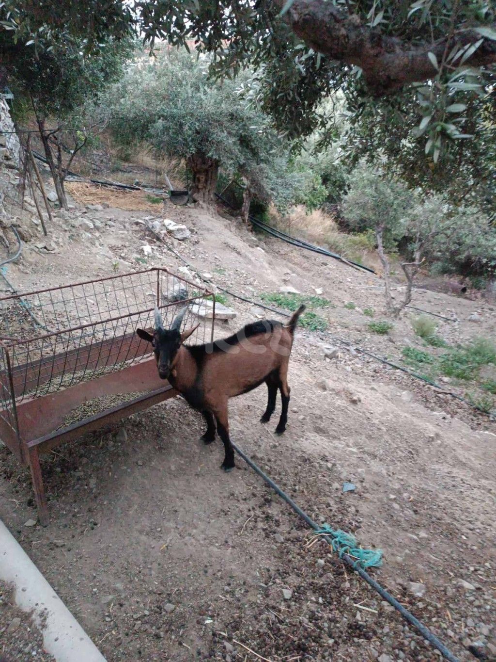εικόνα αγγελίας