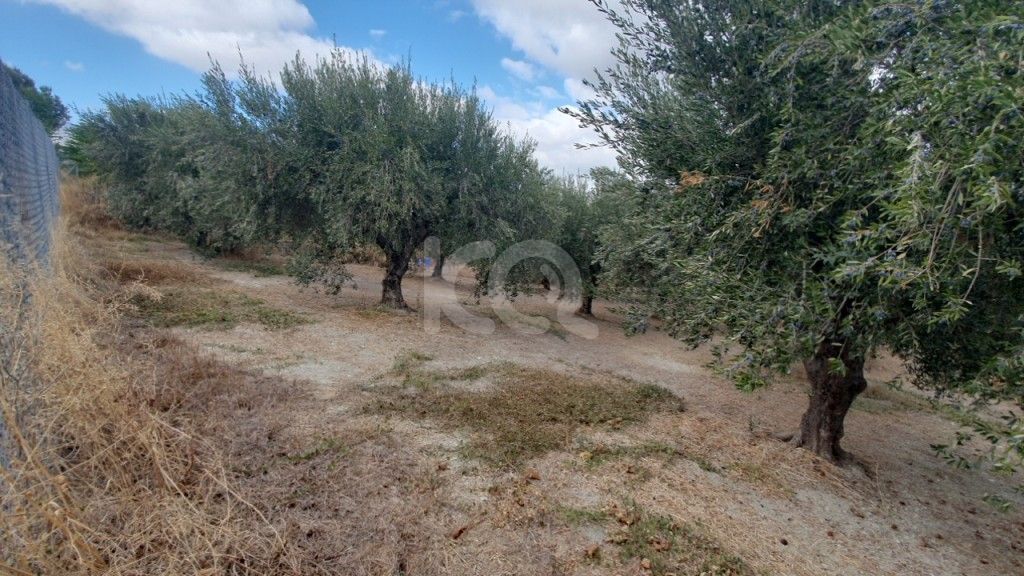 εικόνα αγγελίας