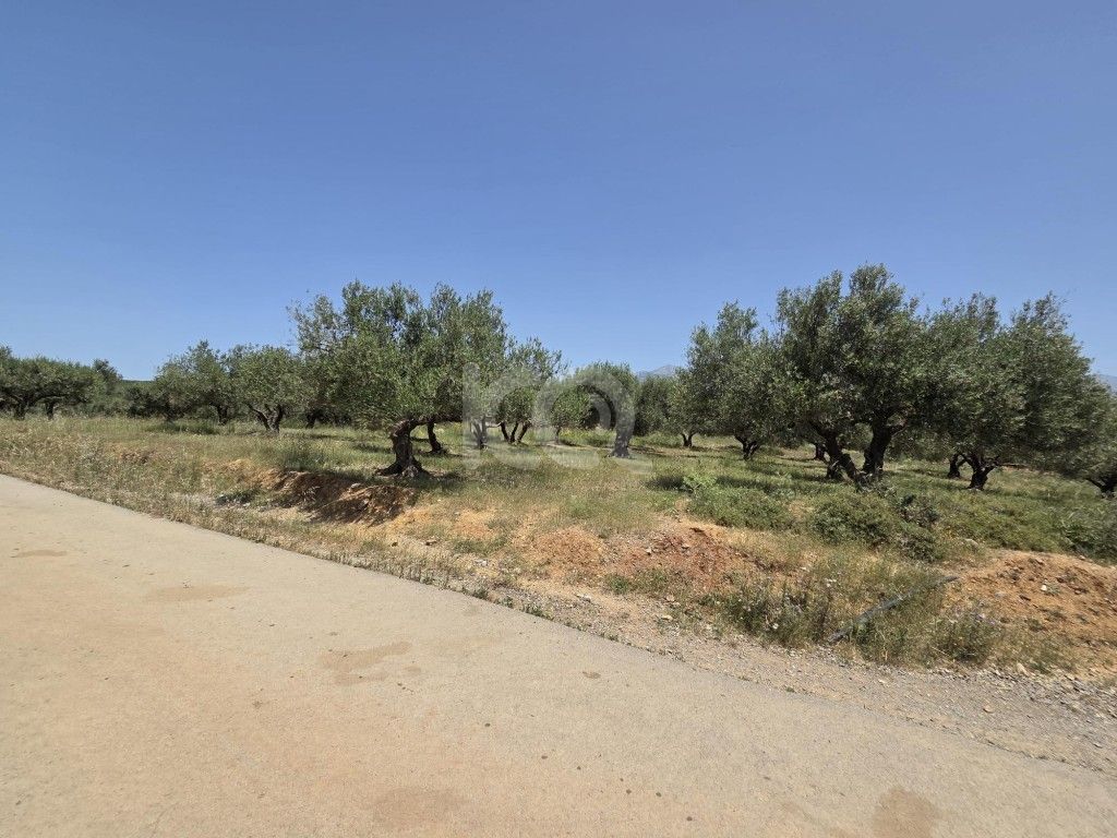 εικόνα αγγελίας