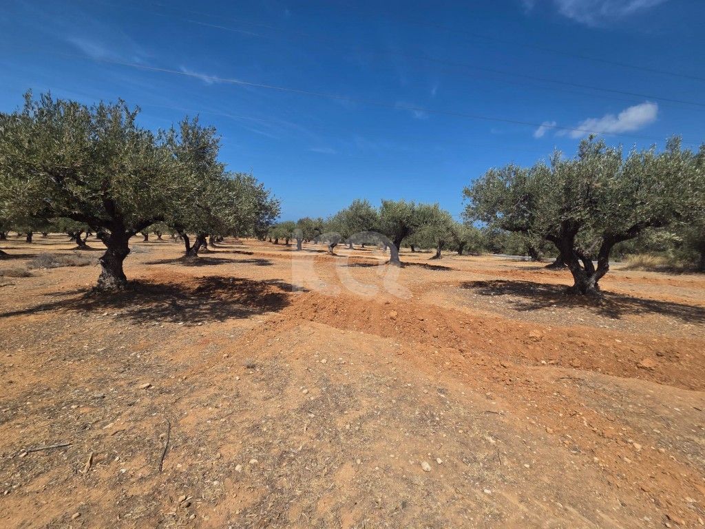 εικόνα αγγελίας