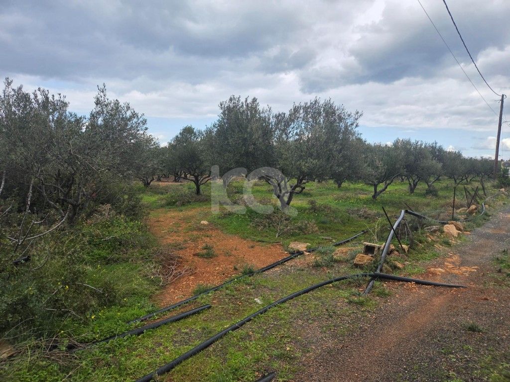 εικόνα αγγελίας