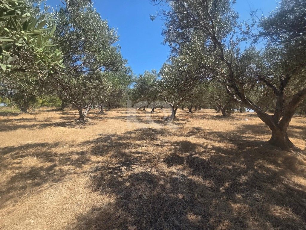 εικόνα αγγελίας