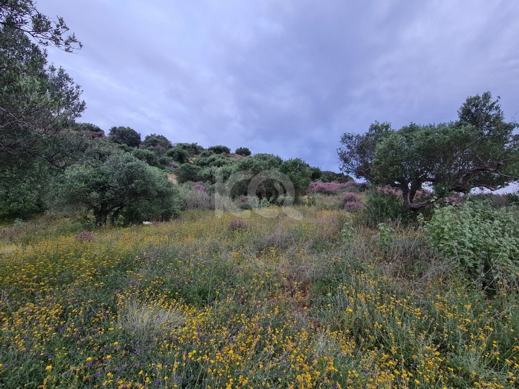 εικόνα αγγελίας