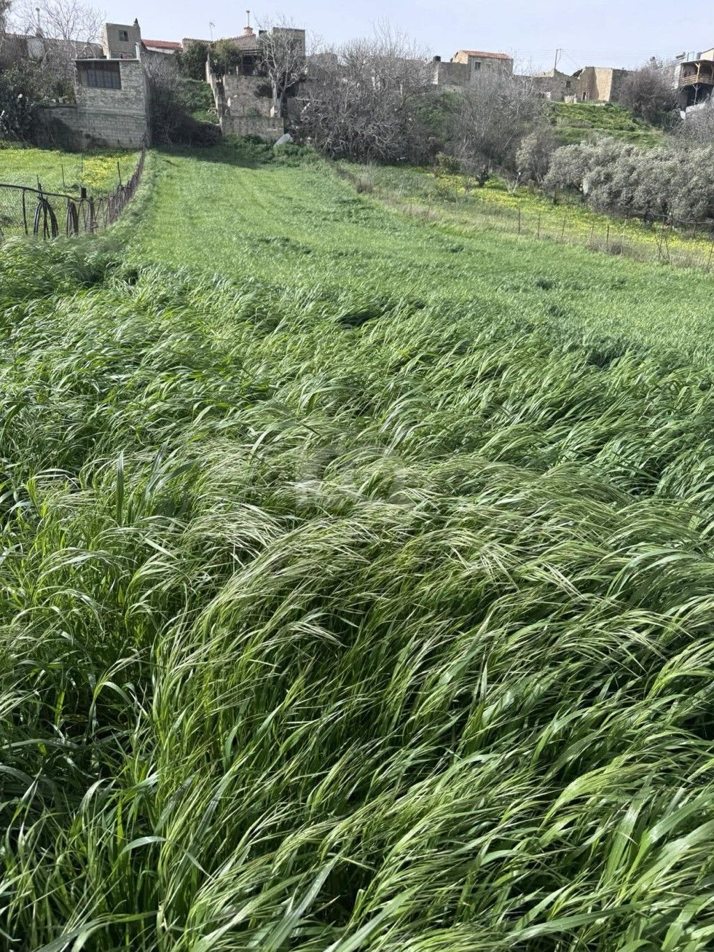 εικόνα αγγελίας