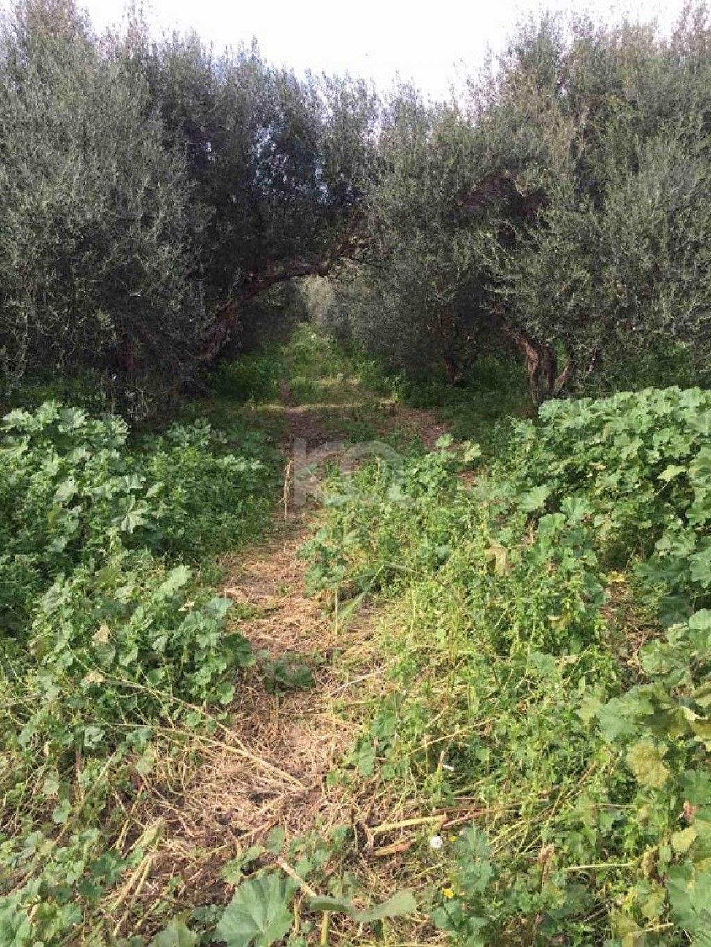 εικόνα αγγελίας