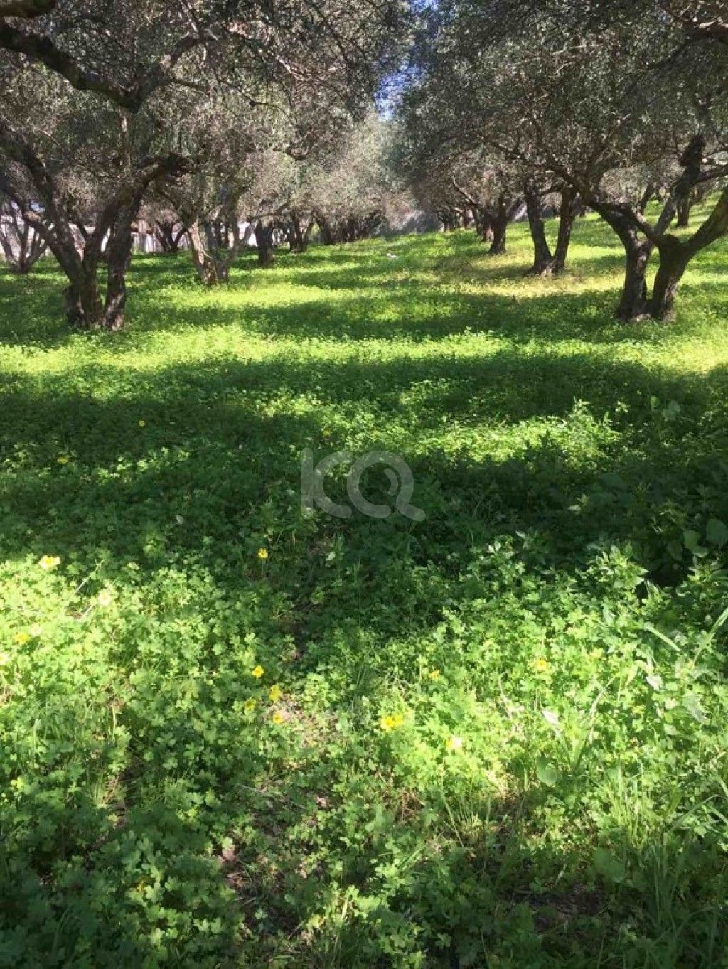 εικόνα αγγελίας