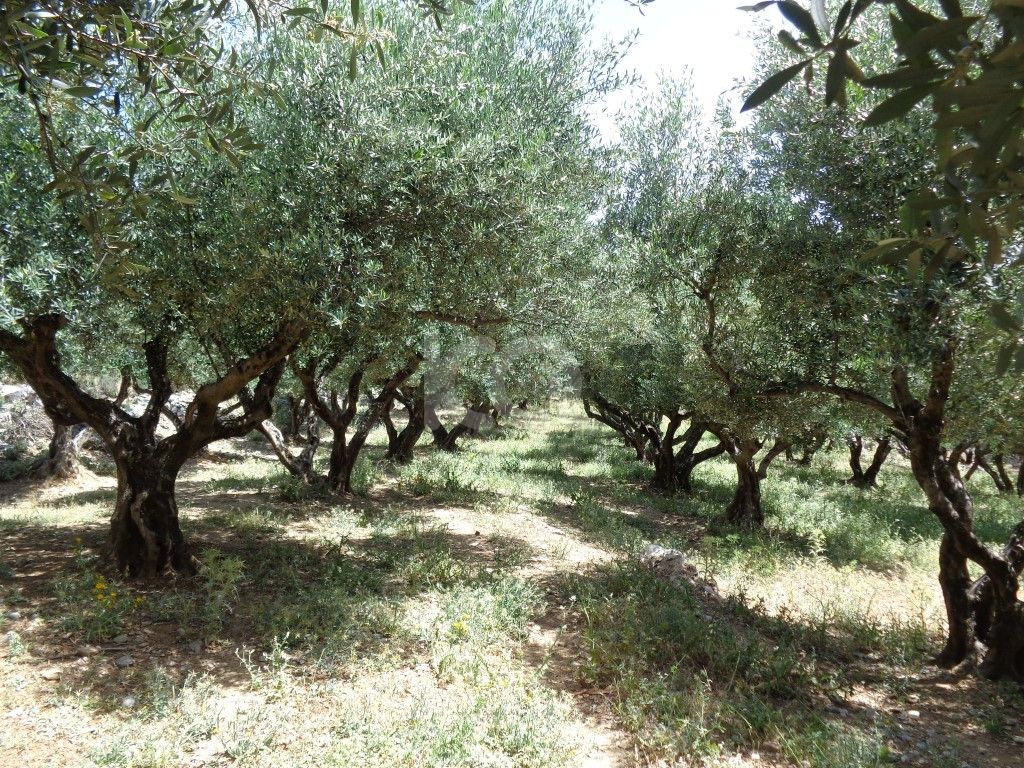 εικόνα αγγελίας
