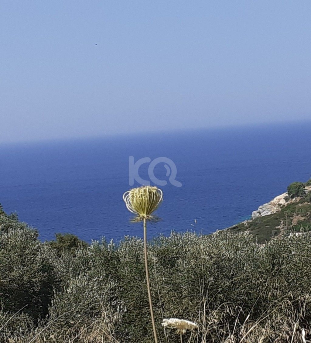 εικόνα αγγελίας
