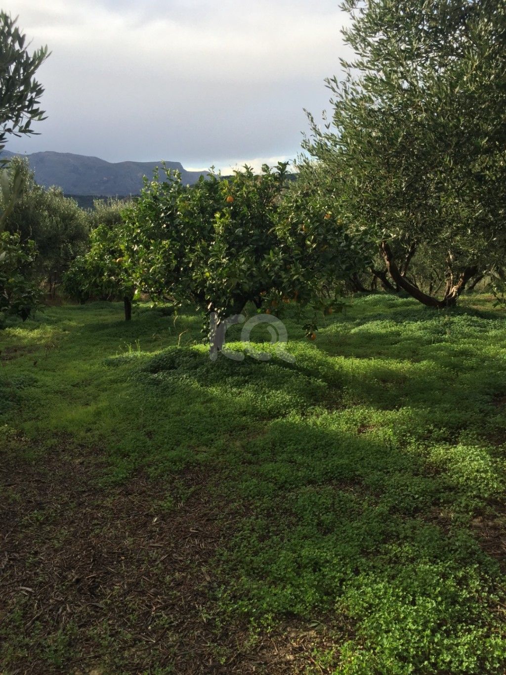 εικόνα αγγελίας