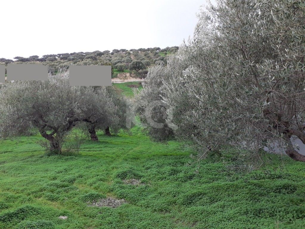 εικόνα αγγελίας