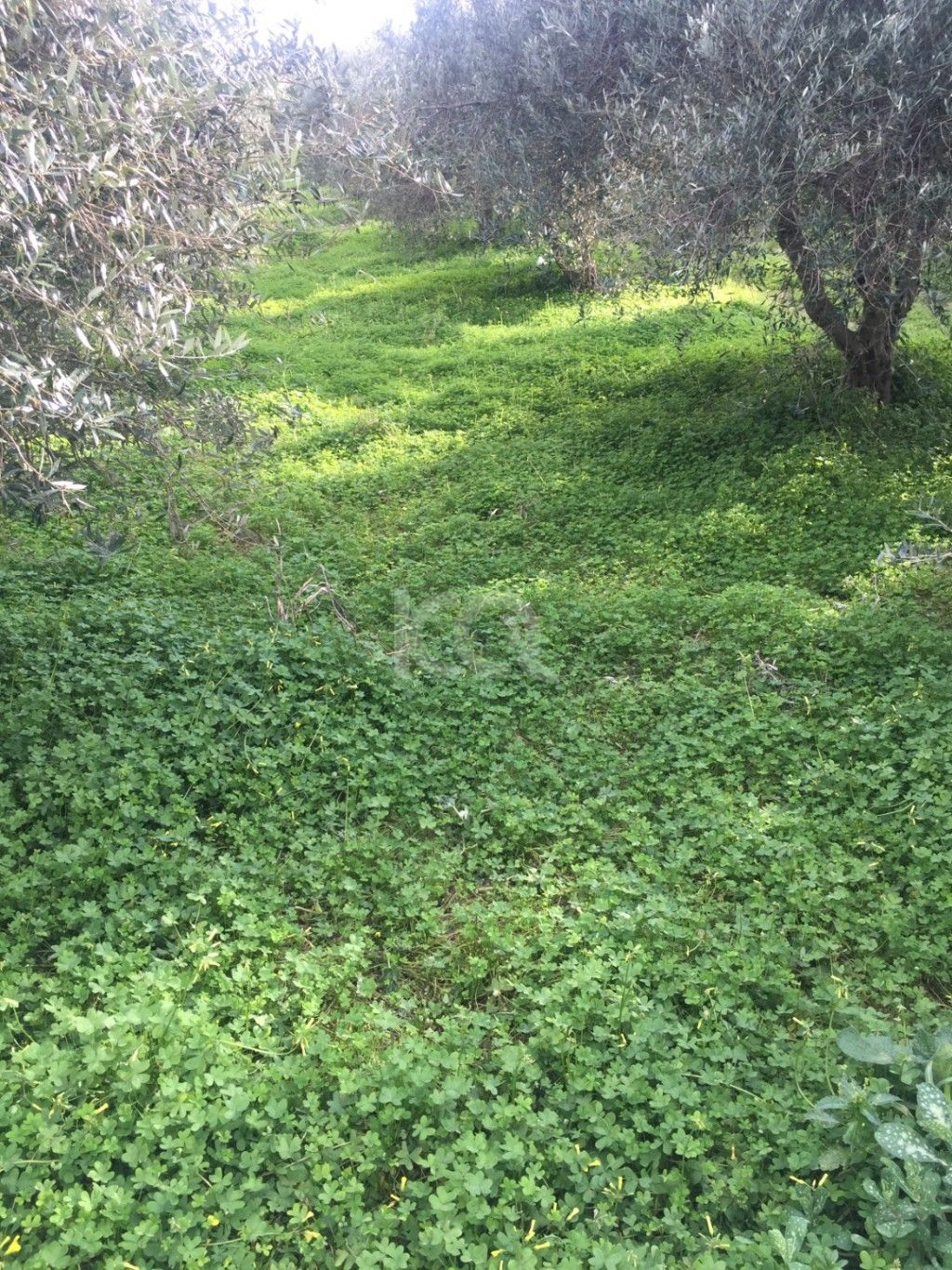 εικόνα αγγελίας