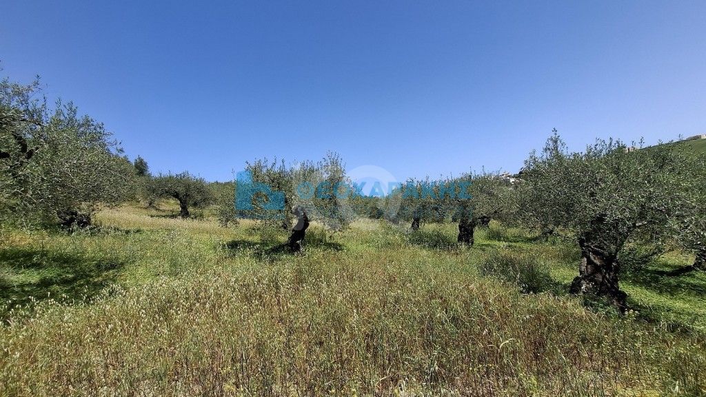 εικόνα αγγελίας