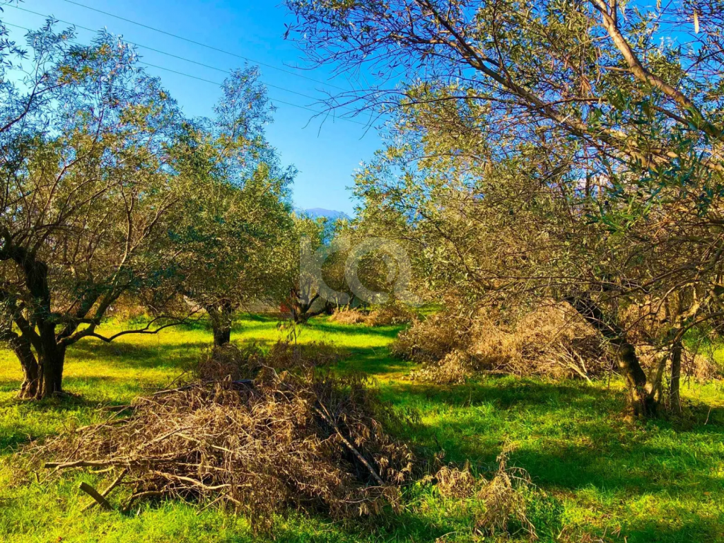 εικόνα αγγελίας