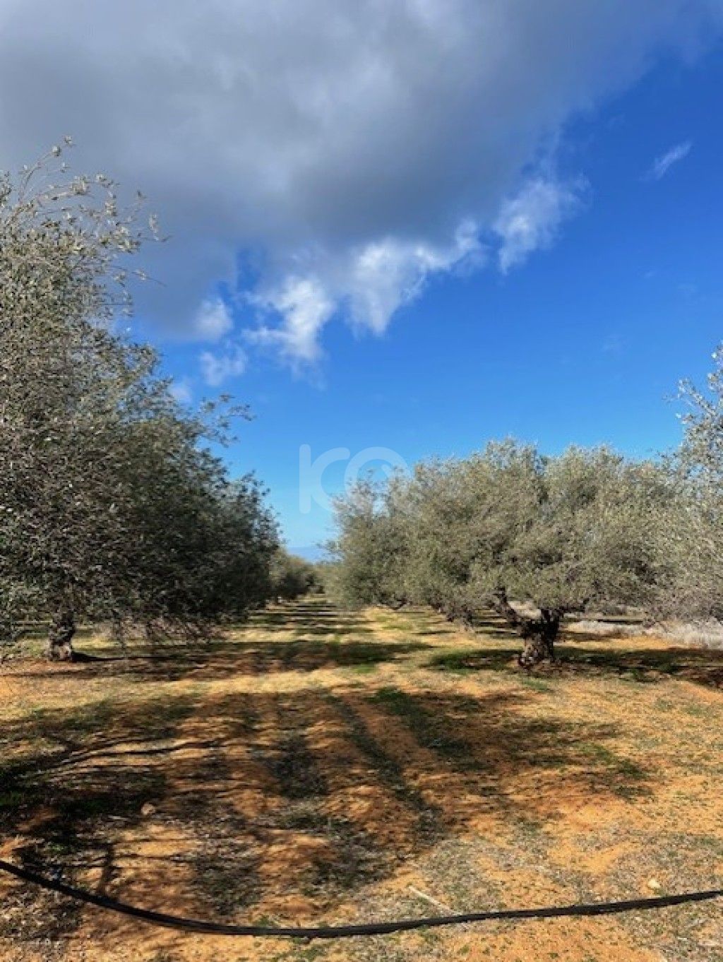 εικόνα αγγελίας
