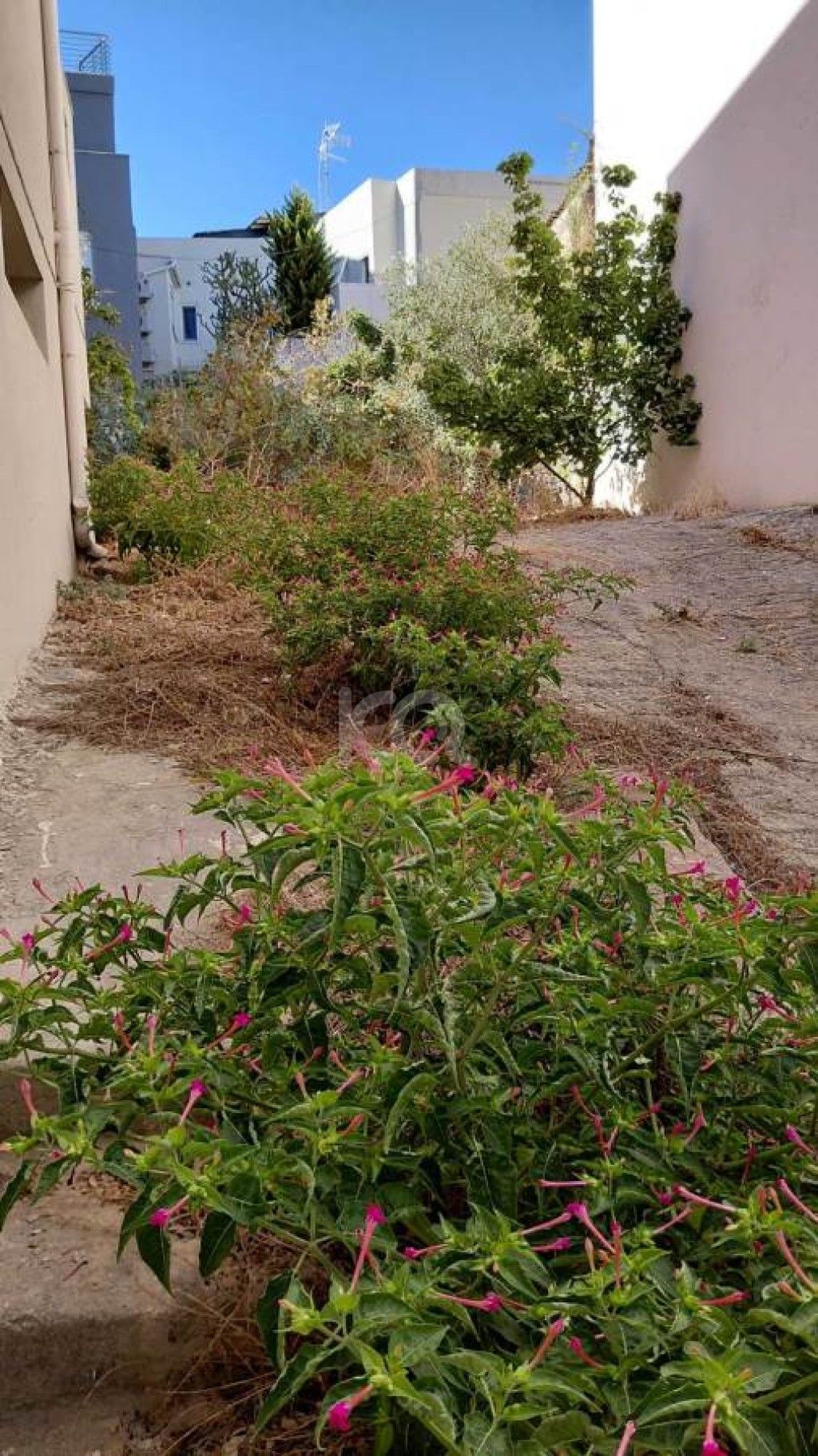 εικόνα αγγελίας