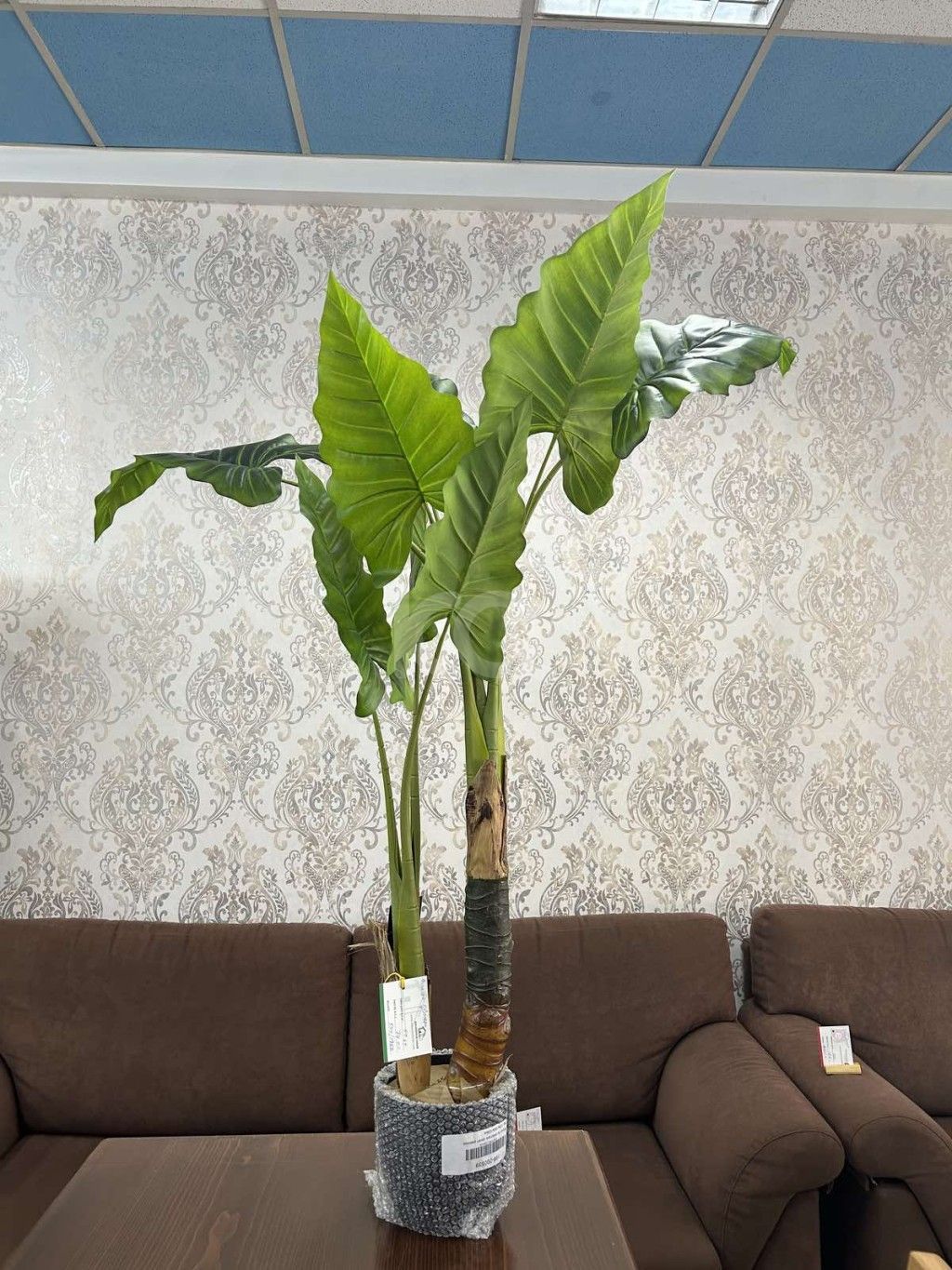 εικόνα αγγελίας