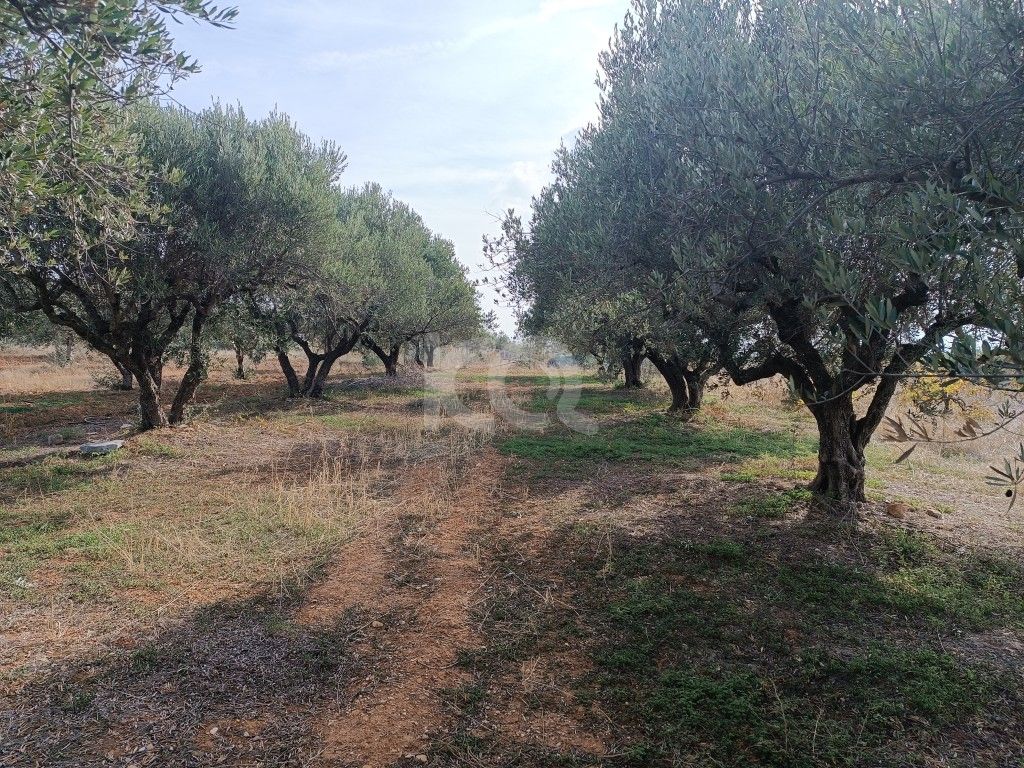 εικόνα αγγελίας