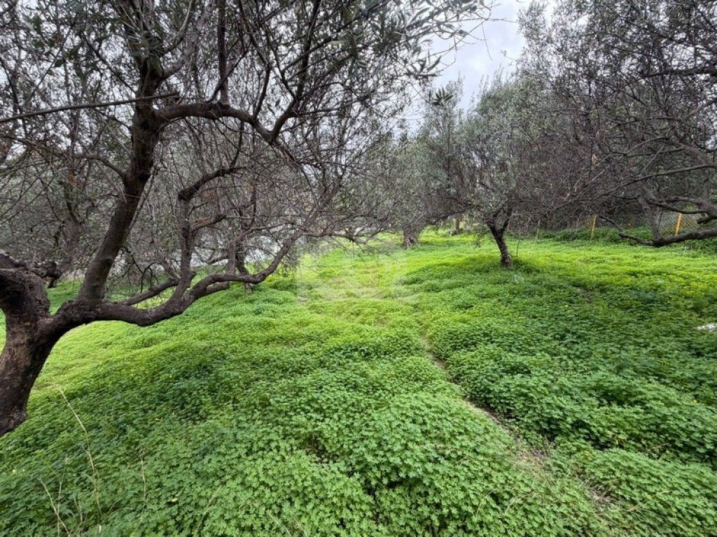 εικόνα αγγελίας